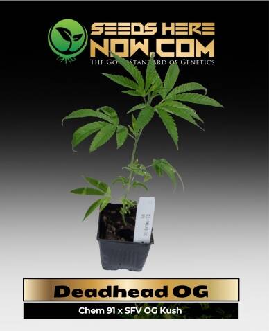 Deadhead OG Clones(space) ACC