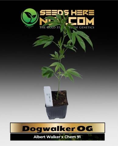Dogwalker OG Clones(space) ACC