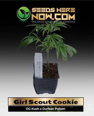 Forum Girl Scout Cookies Clones (space) ACC