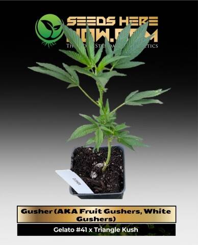Gusher (AKA Fruit Gushers, White Gushers) Clones (space) ACC