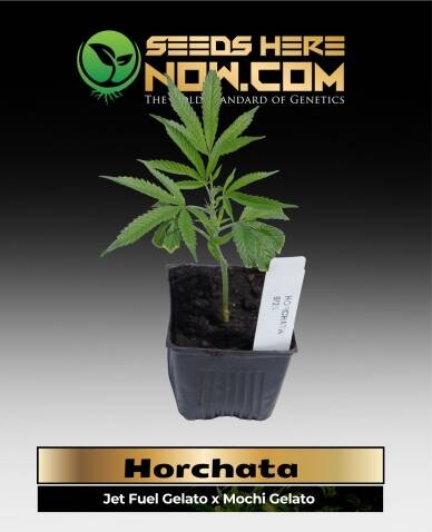 Horchata Clones(space) ACC