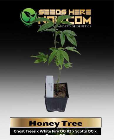 Honey Tree Clones (space) ACC