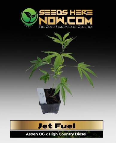 Jet Fuel Clones (space) ACC