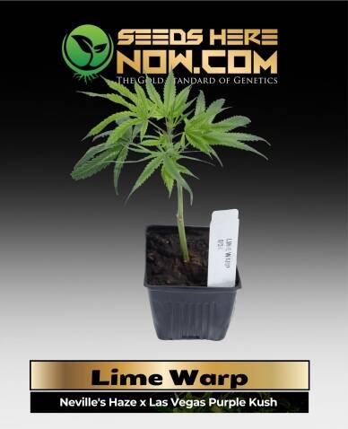 Lime Warp Clones (space) ACC