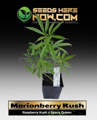 Marionberry Kush Clones (space) ACC