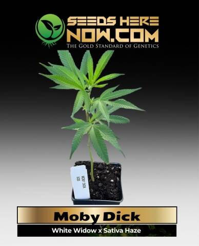 Moby Dick Clones (space) ACC