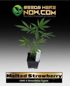 Melted Strawberry Clones(space) ACC cannabis seeds – Seeds Here Now