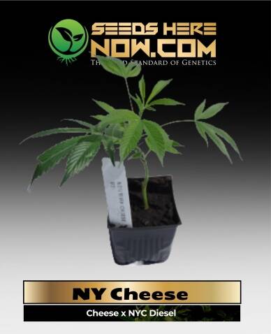 NY Cheese Clones (space) ACC