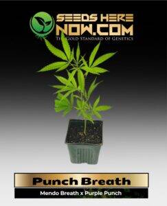 Punch Breath Clones (space) ACC cannabis seeds – Seeds Here Now