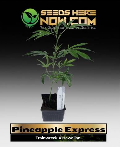 Pineapple Express Clones (space) ACC
