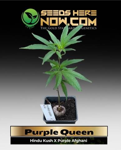Purple Queen Clones (space) ACC