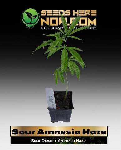 Sour Amnesia Haze Clones (space) ACC