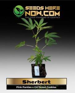 Sherbert Clones (space) ACC cannabis seeds – Seeds Here Now