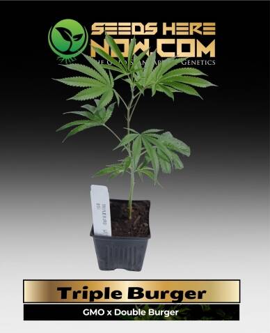 Triple Burger Clones (space) ACC