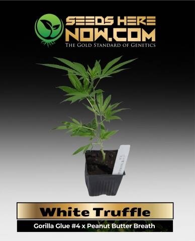 White Truffle Clones (space) ACC
