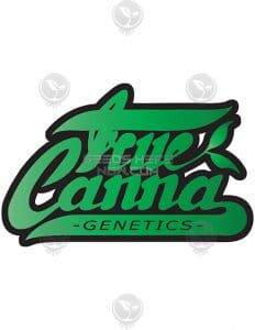 true canna chocolate thainapple