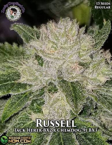 Russell (Regular) (space) Lucky Dog Seed Company