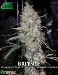 Britney (Regular) (space) True Canna Genetics