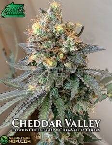 Cheddar Valley (Regular) (space) True Canna Genetics