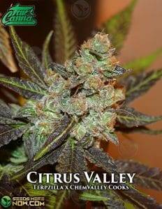 Citrus Valley (Regular) (space) True Canna Genetics