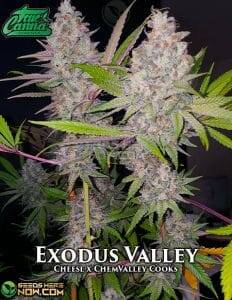 Exodus Valley (Regular) (space) True Canna Genetics