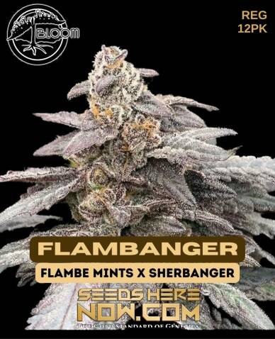 Flambanger (Regular) (space) Bloom Seed Co.