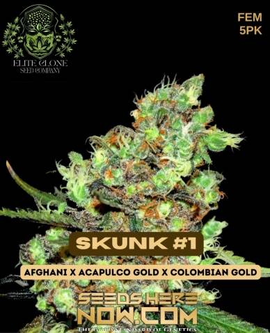 Skunk #1 S1 (Feminized) (space) Elite Clone Seed Company