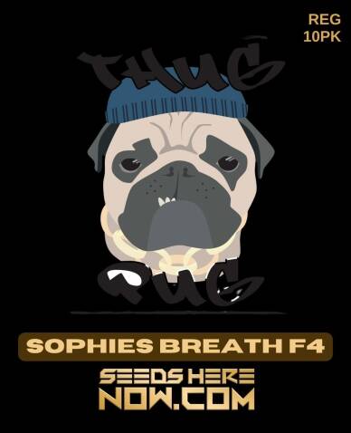 Sophies Breath F4 (Regular) (space) Thug Pug Genetics