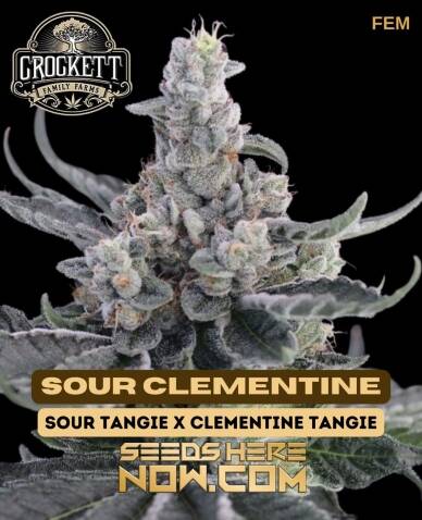 Sour Clementine (Feminized) (space) Crockett Family Farms