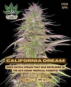 California Dream (Feminized) (space) Flashback Seeds