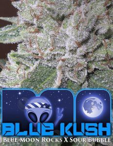 bog(space)seeds(space)blue(space)kush(blank)9fcbc920(space)f3ab(space)4abf(space)ab36(space)7ac7a7c43e1b.jpg