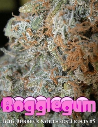 bog(space)seeds(space)bogglegum(blank)aec3ba74(space)fb98(space)4da9(space)b28f(space)bd906817f53d.jpg