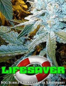 Bog(space)seeds(space)lifesaver