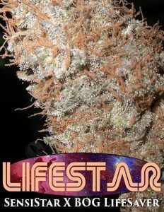 bog(space)seeds(space)lifestar(blank)e2269813(space)a42d(space)4f28(space)bbe7(space)be9a95179b3a.jpg