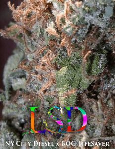 Bog(space)seeds(space)lsd