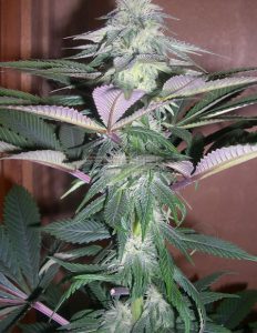 Autoflowering(blank)feminized(blank)seeds