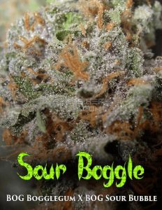 Bog(space)seeds(space)sour(space)boggle