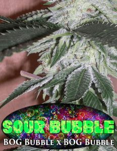 Breeder of the Month