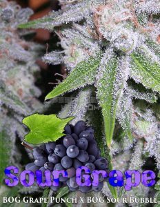 Bog(space)seeds(space)sour(space)grape