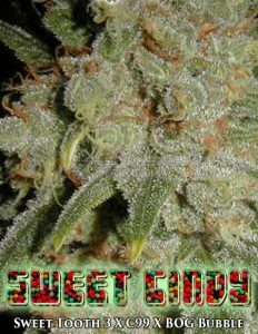 Bog(space)seeds(space)sweet(space)cindy