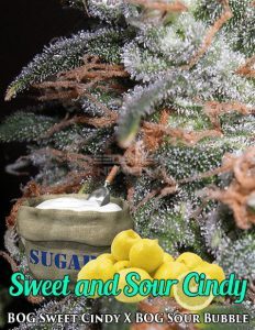 Bog(space)seeds(space)sweet(space)sour(space)cindy