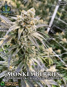 Monkey Berries (Regular) (space) Exotic Genetix