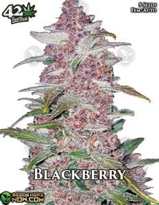 Blackberry Auto (Autoflower) (space) Fast Buds