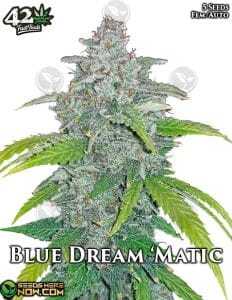 Blue Dream Auto (Autoflower) (space) Fast Buds