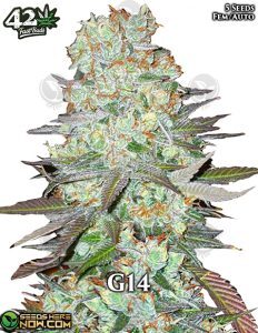G14 Auto (Autoflower) (space) Fast Buds