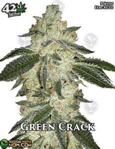 Green Crack Auto (Autoflower) (space) Fast Buds