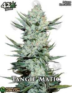 Tangie 'Matic (Autoflower) (space) Fast Buds