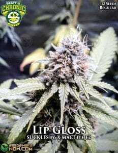 Lip Gloss (Regular) (space) Seattle Chronic Seeds