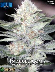 Induced Coma (Regular) (space) Sin City Seeds