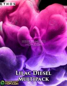 Lilac Diesel BX3 Multipack (space) 10 (Regular) (space) Ethos Genetics